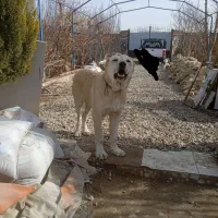 سگ سرابی شش ماهه|سگ|رباط‌کریم, رباط‌کریم|دیوار