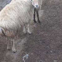 گوسفند|حیوانات مزرعه|گرمادوز, |دیوار