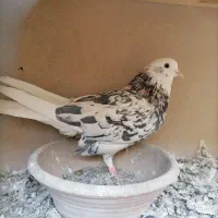 کفتر شازده سرور|پرنده|پاکدشت, خاتون آباد|دیوار