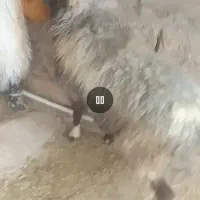 میش بز  بره بیگ