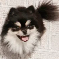 پامر اصل، سگ پامرانین|سگ|اصفهان, رسالت|دیوار