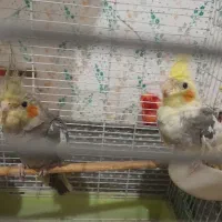 فروش عروس هلندی