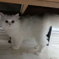 گربه ی پرشین  فروشی