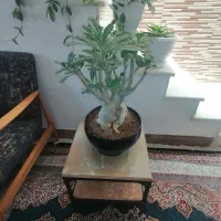 گل بونسای آدنیوم (بزرگ، زیبا و خاص)