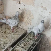 کبوتر هفت رنگ ، سیاهپوش،دم سفید ،زرد بتو نروماده،|پرنده|قزوین, |دیوار