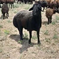 قوچ‌‌‌‌‌