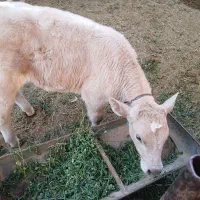 گاوگوساله|حیوانات مزرعه|بروجرد, |دیوار