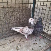 کفتر پرشی دهن جور پرش سنگین