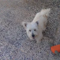 سگ خانگی|سگ|شهرکرد, |دیوار