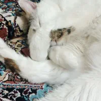 گربه خانگی|گربه|تهران, المهدی|دیوار