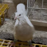 یک عدد ماده کارتونی تازه بالغ درشت