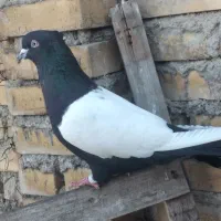 نر سینه سیاه