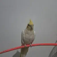 عروس هلندی|پرنده|مشهد, مشکینی (شهرک غرب)|دیوار