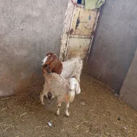 دو عدد بز|حیوانات مزرعه|نیشابور, ریوند|دیوار