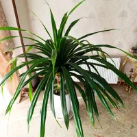 گل آپارتمانی پاندانوس