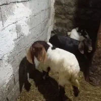 فروش 1 بزغاله نر دامازدغ 2 ماده