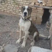 توله افغان 6ماهه