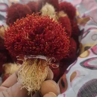 پایگاه گل زعفران|خوردنی و آشامیدنی|سرایان, |دیوار