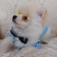 معاوضه سگ پامرین فقط با گربه|سگ|لاهیجان, قیام|دیوار