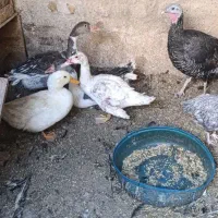 دوعدد قاز بوقلمون اردک