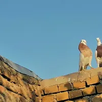 سالم طوقی سالم پرشی جفتگاه|پرنده|سبزوار, توحیدشهر|دیوار