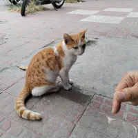 واگذاری گربه|گربه|گرگان, |دیوار