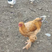 مرغ وخروس برهمااصل|حیوانات مزرعه|شهمیرزاد, |دیوار