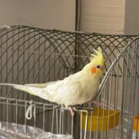 عروس هلندی