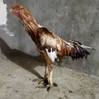خروس لاری اصل 4 دونگ