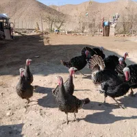 بوقلموننر|حیوانات مزرعه|شیراز, شهرک مهدیآباد|دیوار