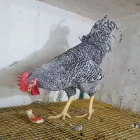 خروس بالغ نژاد آمروک آمریکایی