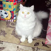 گربه پرشین ناز نازی