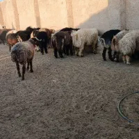 فروش ۴۰عدد بره نر