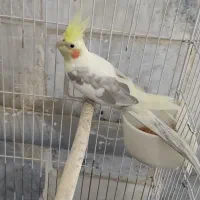 عروس هلندی نر