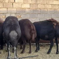 ۳۰میش قزل افشار لخت شیره دار چاق جفتی ۸۶اسفدن