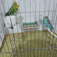 مرغ عشق و عروس هلندی|پرنده|آباده, |دیوار