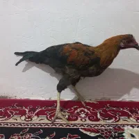 مرغ|حیوانات مزرعه|سنندج, |دیوار