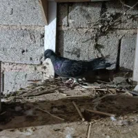 کبوتر کوهی|پرنده|شیراز, شهرک گلها|دیوار