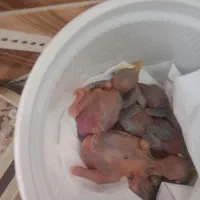 جوجه مینا