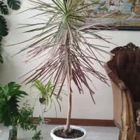 گلدان دراسنا|گل و گیاه طبیعی|کرج, باغستان|دیوار