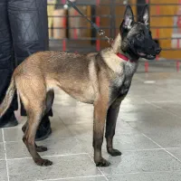 توله مالینویز ماده هفت ماه