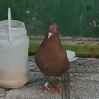 کبوتر ماده سرخ دم سفید