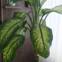 گل دیفن باخیا