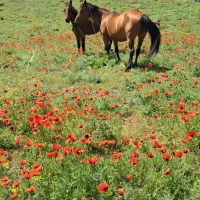 اسب|اسب و تجهیزات اسب‌سواری|مرند, |دیوار