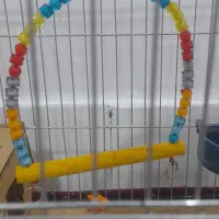 اسباب بازی گوشی اهل