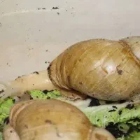 ۶۰۰ عدد حلزون رایگان