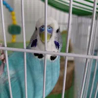 مرغ عشق انگلیسی|پرنده|بابل, |دیوار