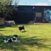 پانسیون سگ. آموزش سگ. مربی سگ