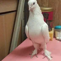 کبوتر|پرنده|تبریز, |دیوار