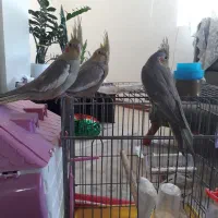 جوجه عروس هلندی